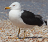 1cy fuscus in August, ringed in Finland. (81365 bytes)